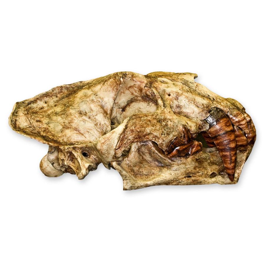 Replica Sabertooth Cat Skull (Xenosmilus hodsonae) For Sale