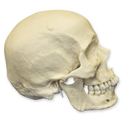 Replica Human Skull - European Male