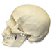 Replica Human Skull - European Male