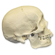 Replica Human Skull - African Male