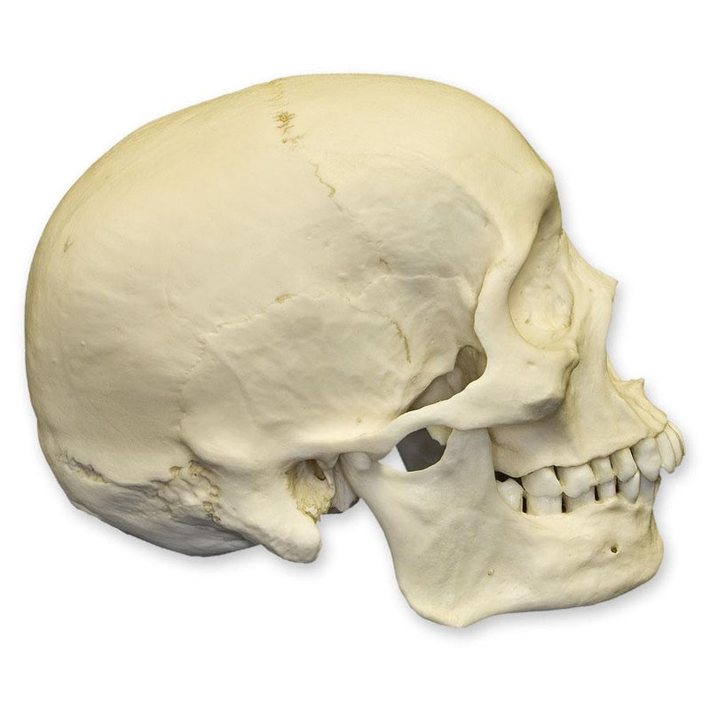Replica Human Skull - African Male