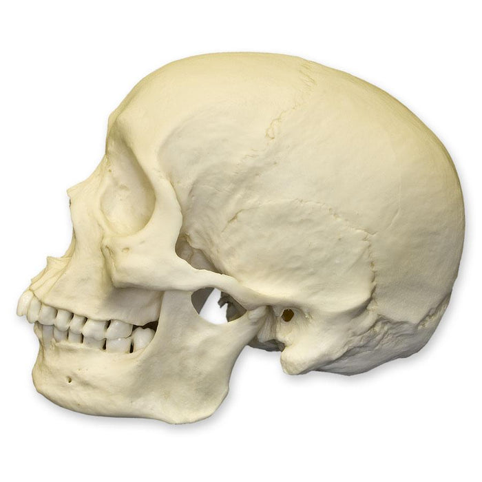 Replica Human Skull - African Male