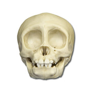 Replica Infant Lowland Gorilla Skull- 6 Months Old