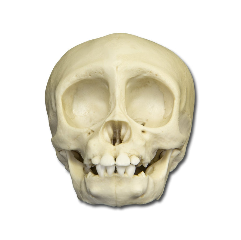 Replica Infant Lowland Gorilla Skull- 6 Months Old