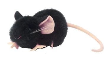 Giant Microbes Black Lab Mouse