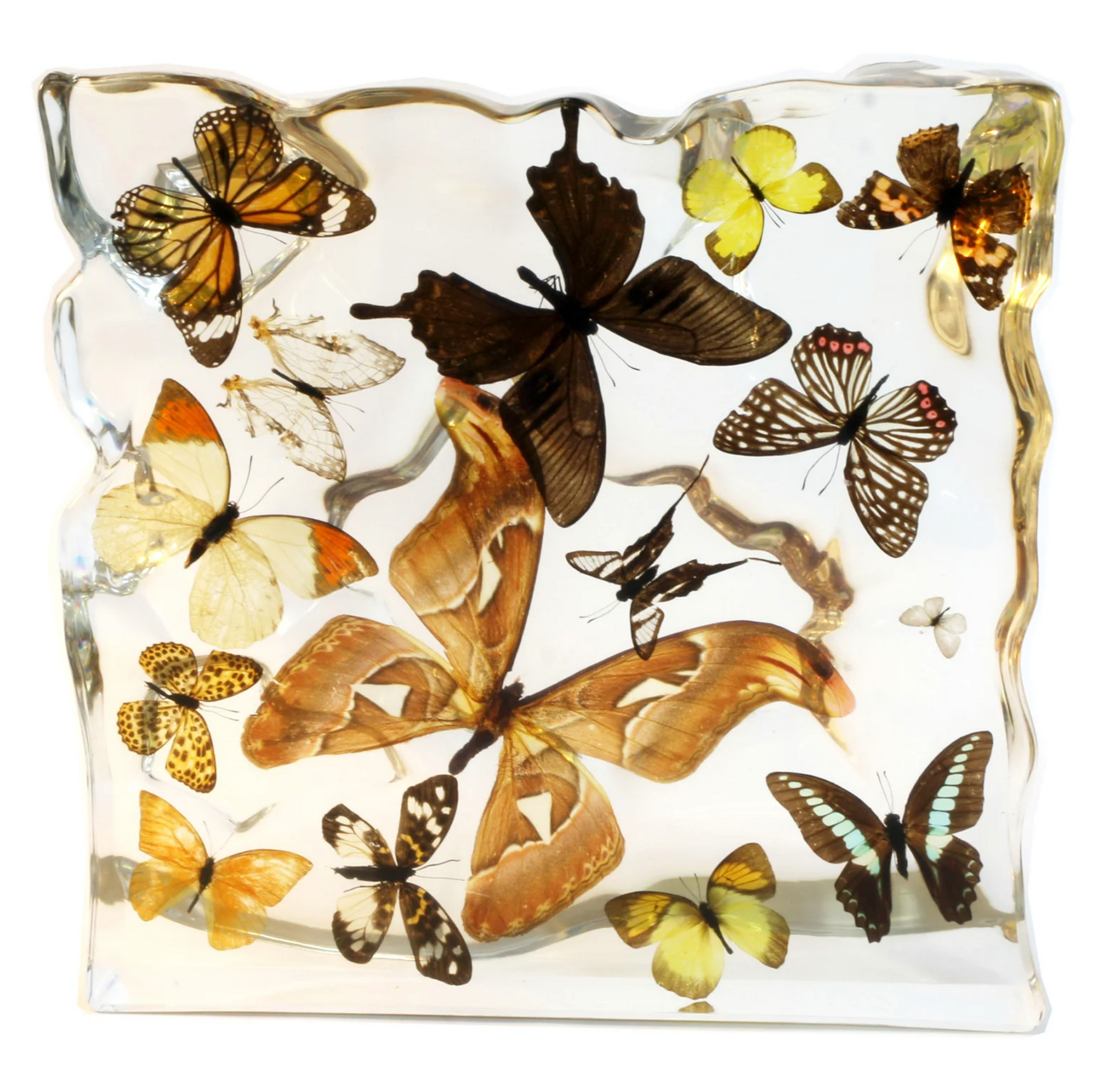 Real Butterflies and Moths in Acrylic Display - Set of 15 — Skulls ...