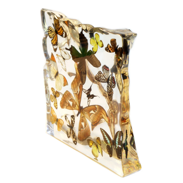 15 Butterflies and Moths Acrylic Display