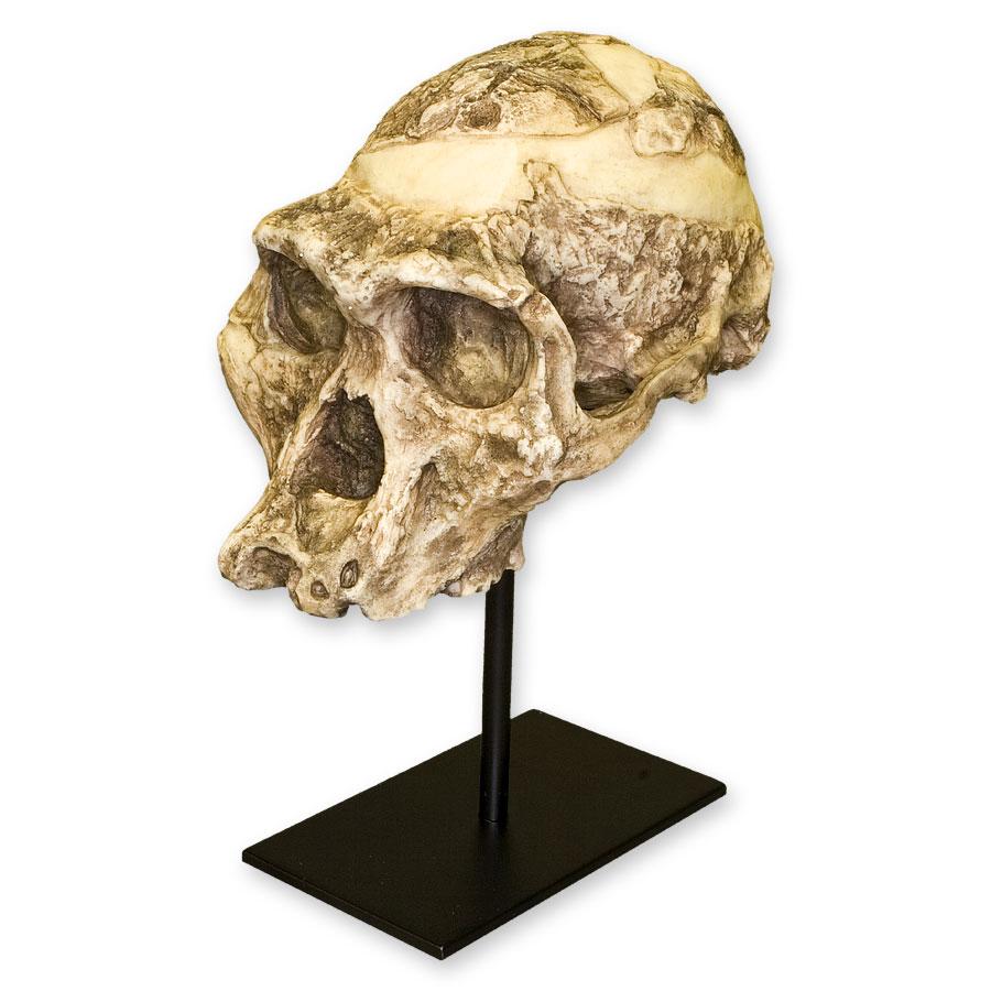 Replica Mrs. Ples STS 5 Skull For Sale — Skulls Unlimited