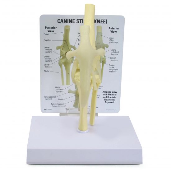 Replica Veterinary Canine Model - Knee