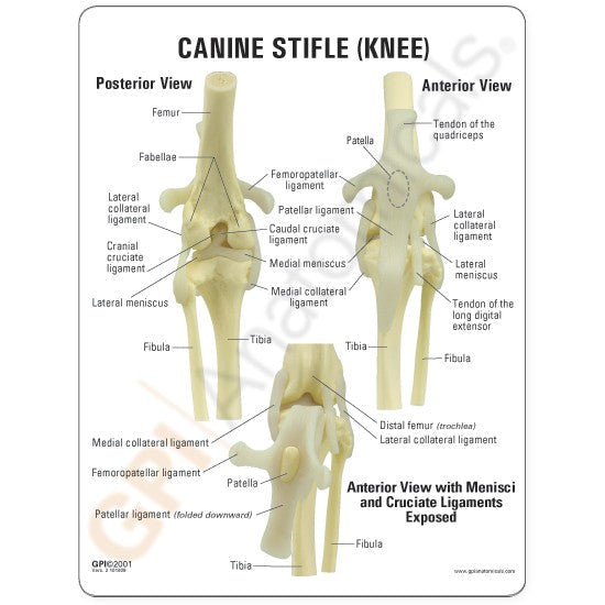 Replica Veterinary Canine Model - Knee