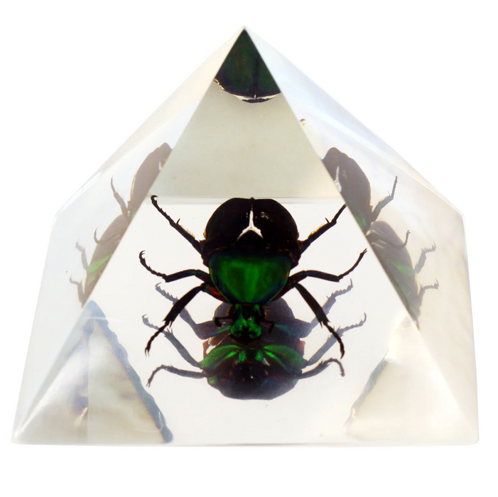 Real Chafer Beetle in Acrylic Pyramid