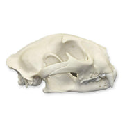 Replica Mountain Lion Skull - Male