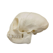 Replica Talapoin Skull