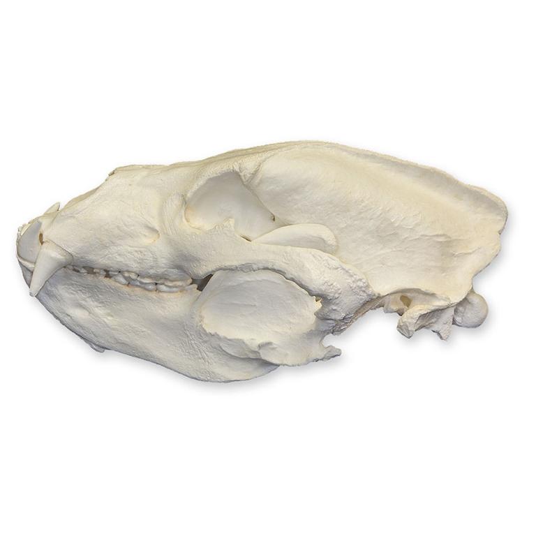 Replica Sloth Bear Skull