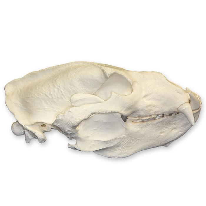 Replica Sloth Bear Skull