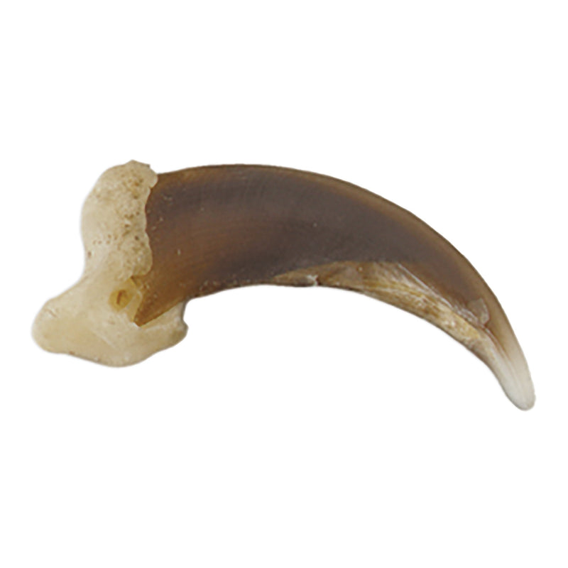Real Coyote Claw