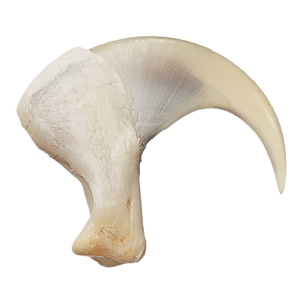 Real Bobcat Claw