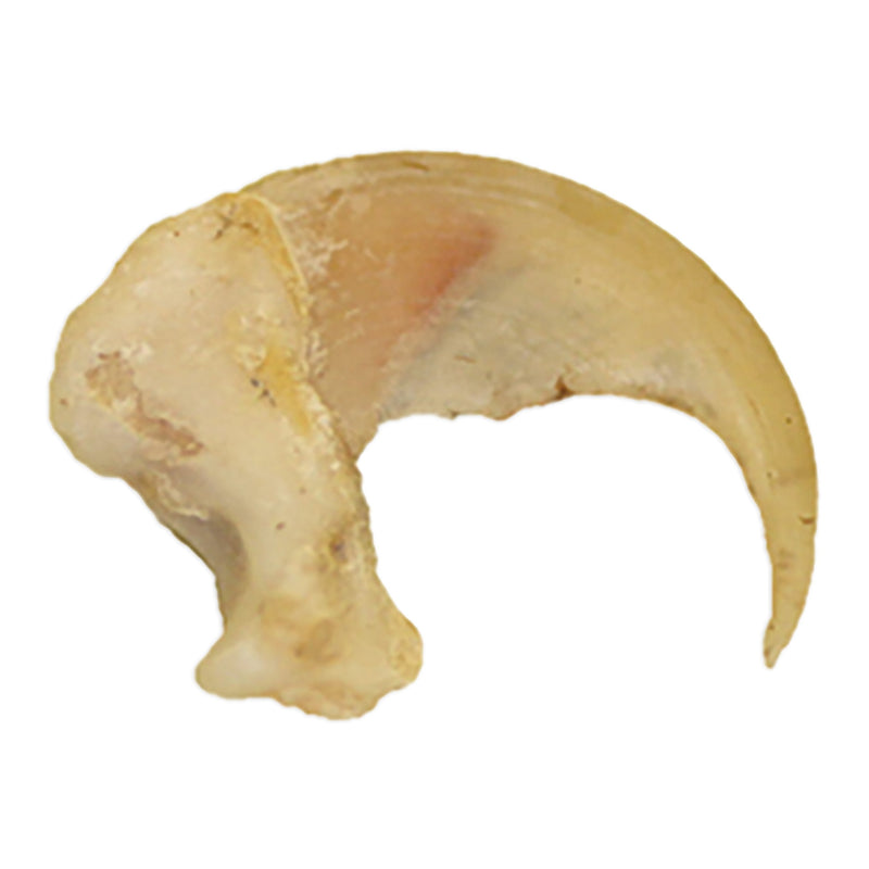 Real Domestic Cat Claw
