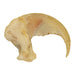 Real Domestic Cat Claw