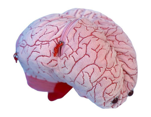 Deluxe Brain with Mini Cells Plush For Sale — Skulls Unlimited