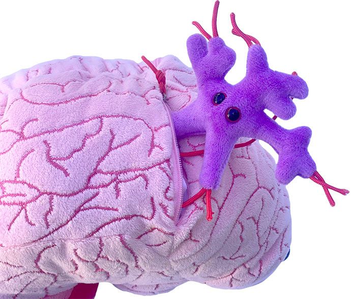 Deluxe Brain with Mini Cells Plush For Sale — Skulls Unlimited