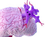 Giant Microbes Deluxe Brain with Mini Cells