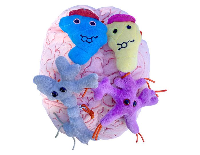 Deluxe Brain with Mini Cells Plush For Sale — Skulls Unlimited