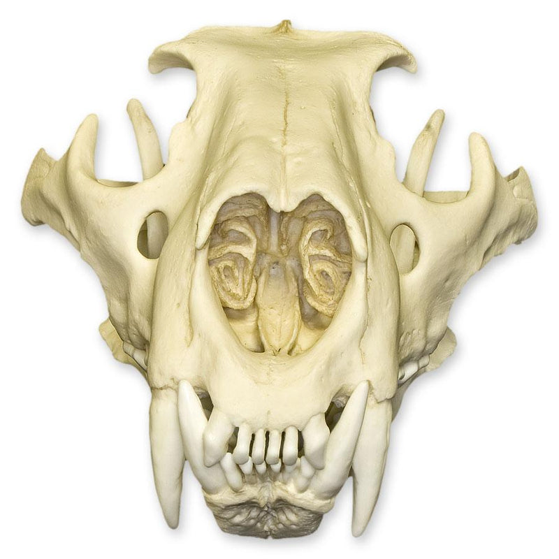 Replica African Lion Skull