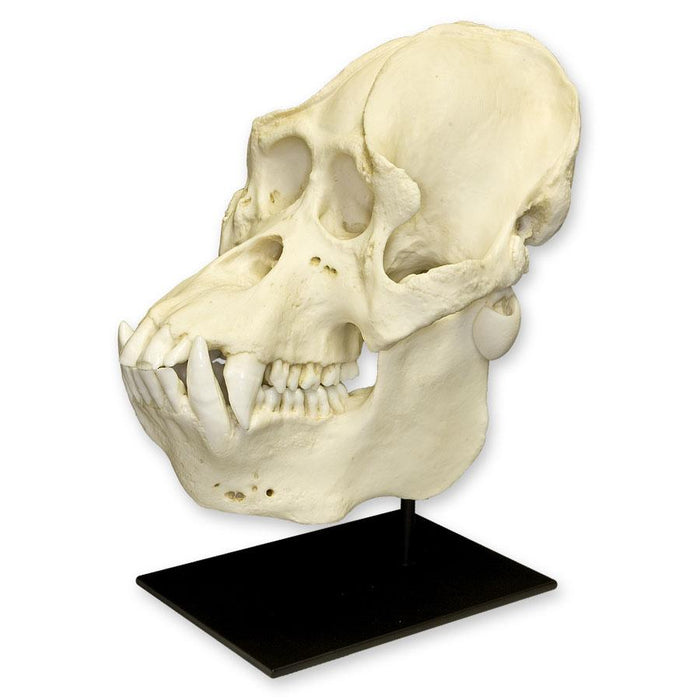 Replica Sumatran Orangutan Skull - Male