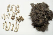 Owl Pellet Kit