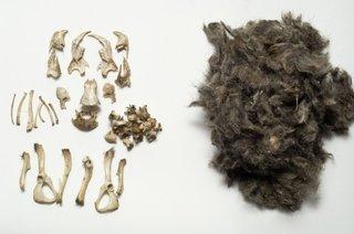 Owl Pellet Kit