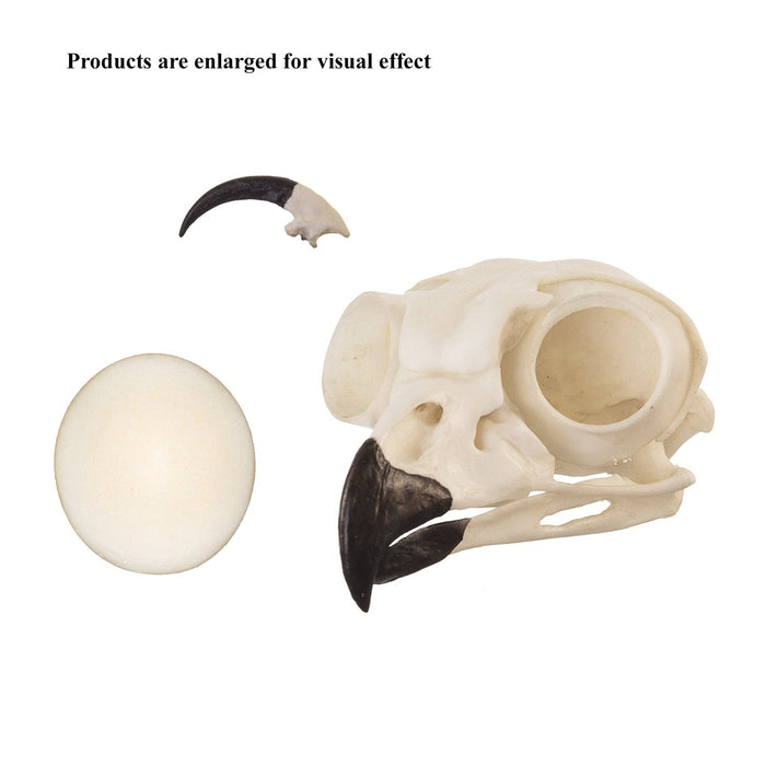 Replica Great Horned Owl Set (Skull, Talon, Egg)