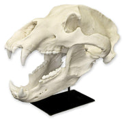 Replica Kodiak Grizzly Bear Skull