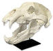Replica Kodiak Grizzly Bear Skull