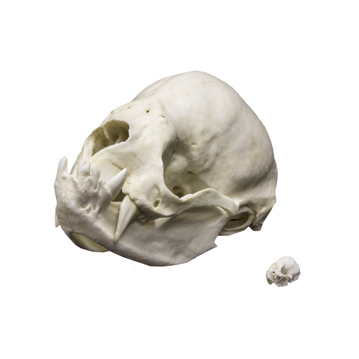 Replica Vampire Bat Skull (8:1 Scale)