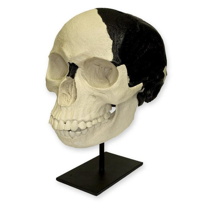 Replica Piltdown Man Skull