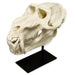 Replica Mandrill Baboon Skull