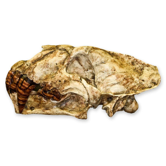 Replica Sabertooth Cat (Xenosmilus hodsonae) Skull