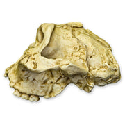 Replica SK-48 Skull - Cranium Only