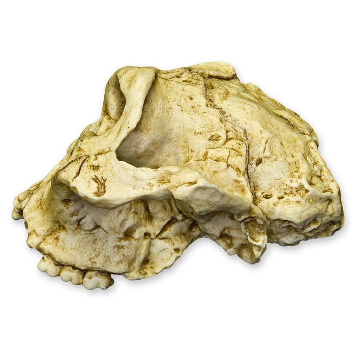 Replica SK-48 Skull - Cranium Only