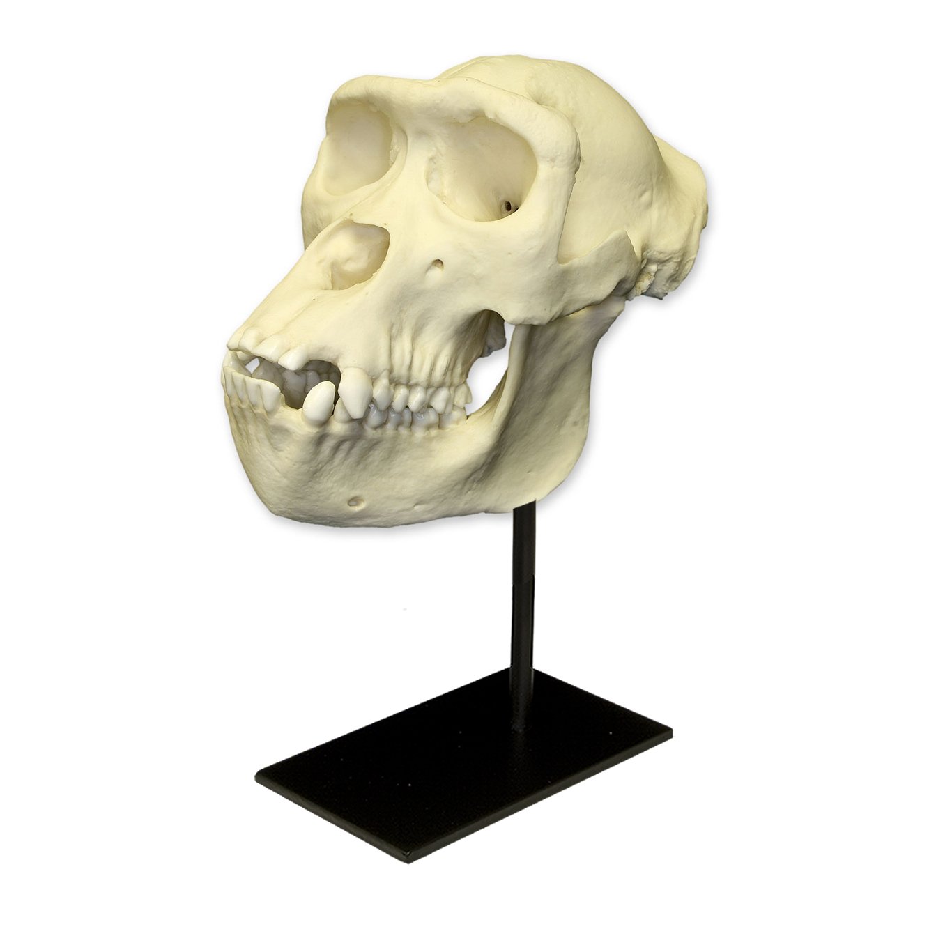 Replica Lowland Gorilla Skull (Female) For Sale — Skulls Unlimited