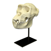 Replica Lowland Gorilla Skull - Female