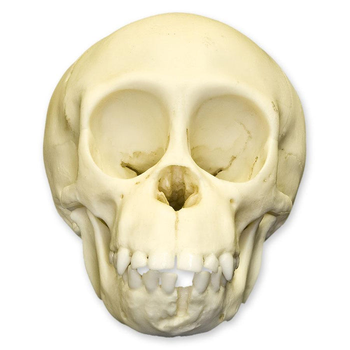 Replica Chimpanzee Infant Skull