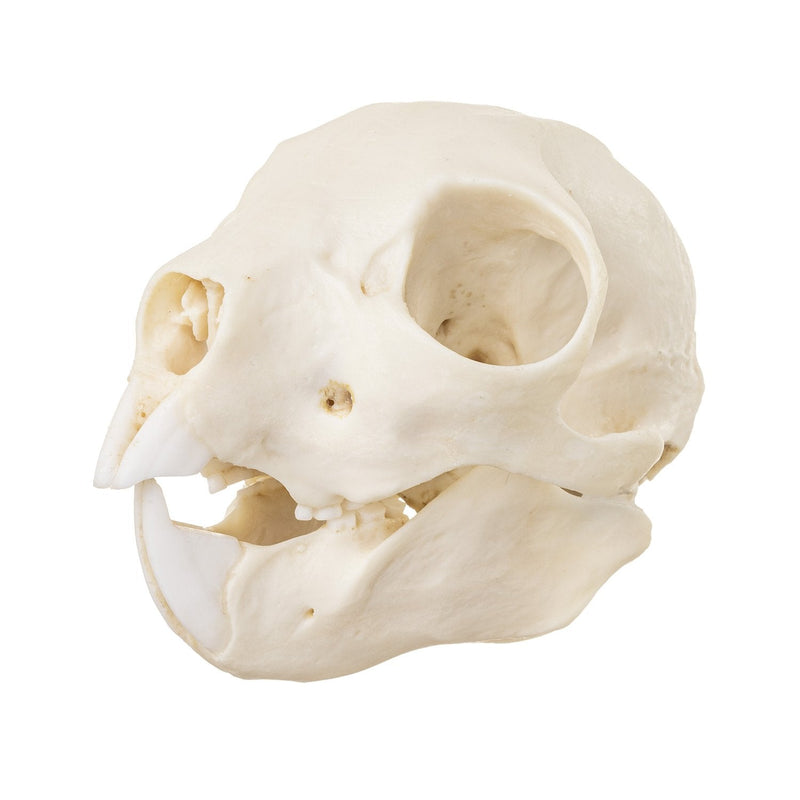 Replica Aye-aye Skull