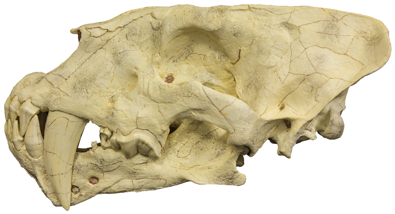 Replica Sabertooth Cat Skull (Homotherium crenatidens)