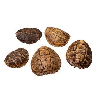 Real Snapping Turtle Shell