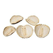 Real Snapping Turtle Shell