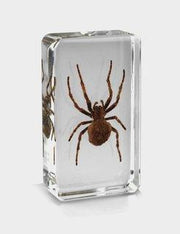 Real Spider in Acrylic Paperweight
