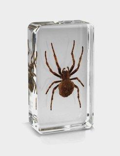 Real Spider in Acrylic Paperweight