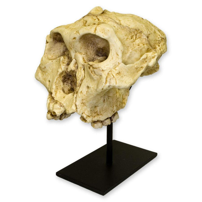 Replica SK-48 Skull - Cranium Only